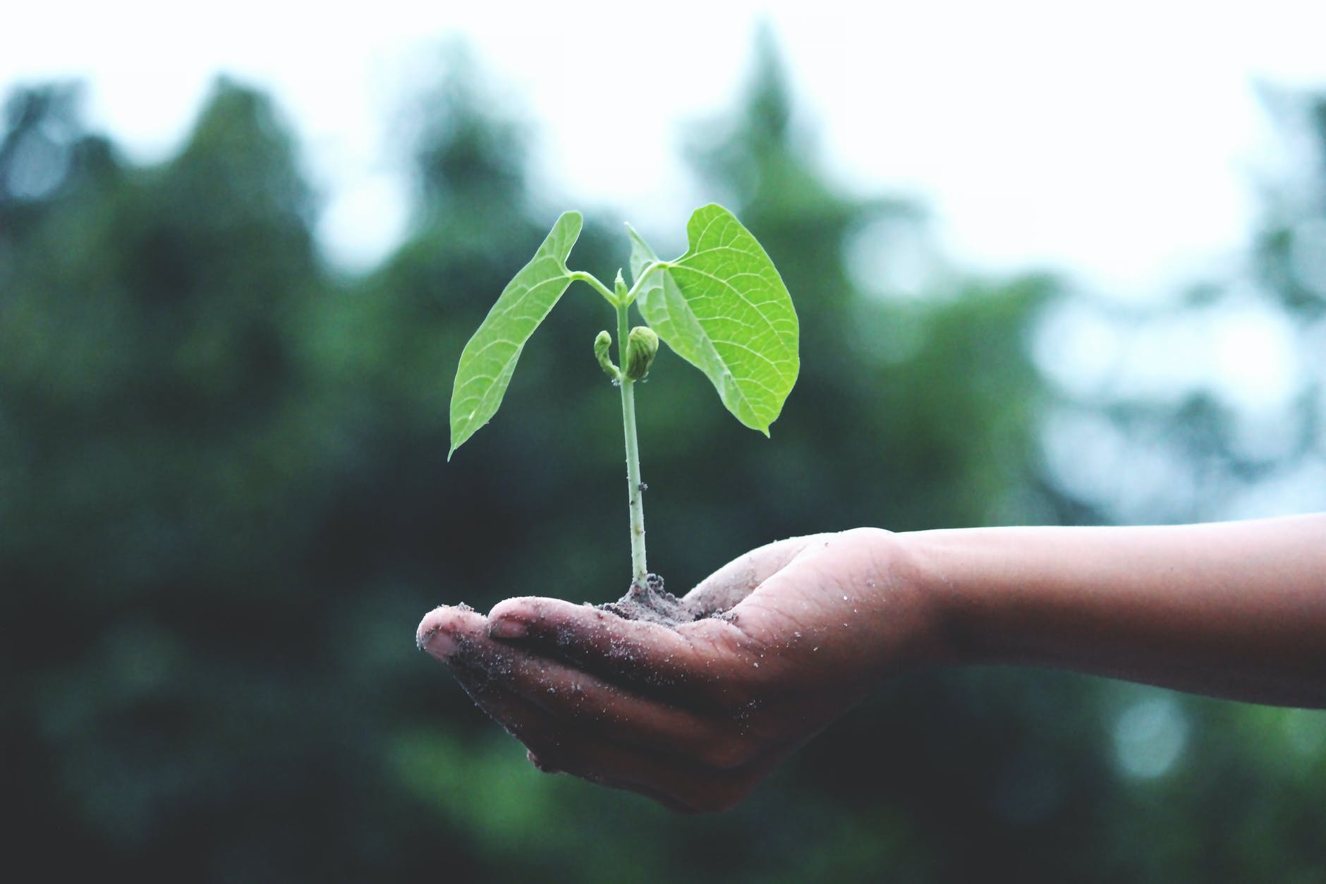Hand holding a baby tree ready to plant.
