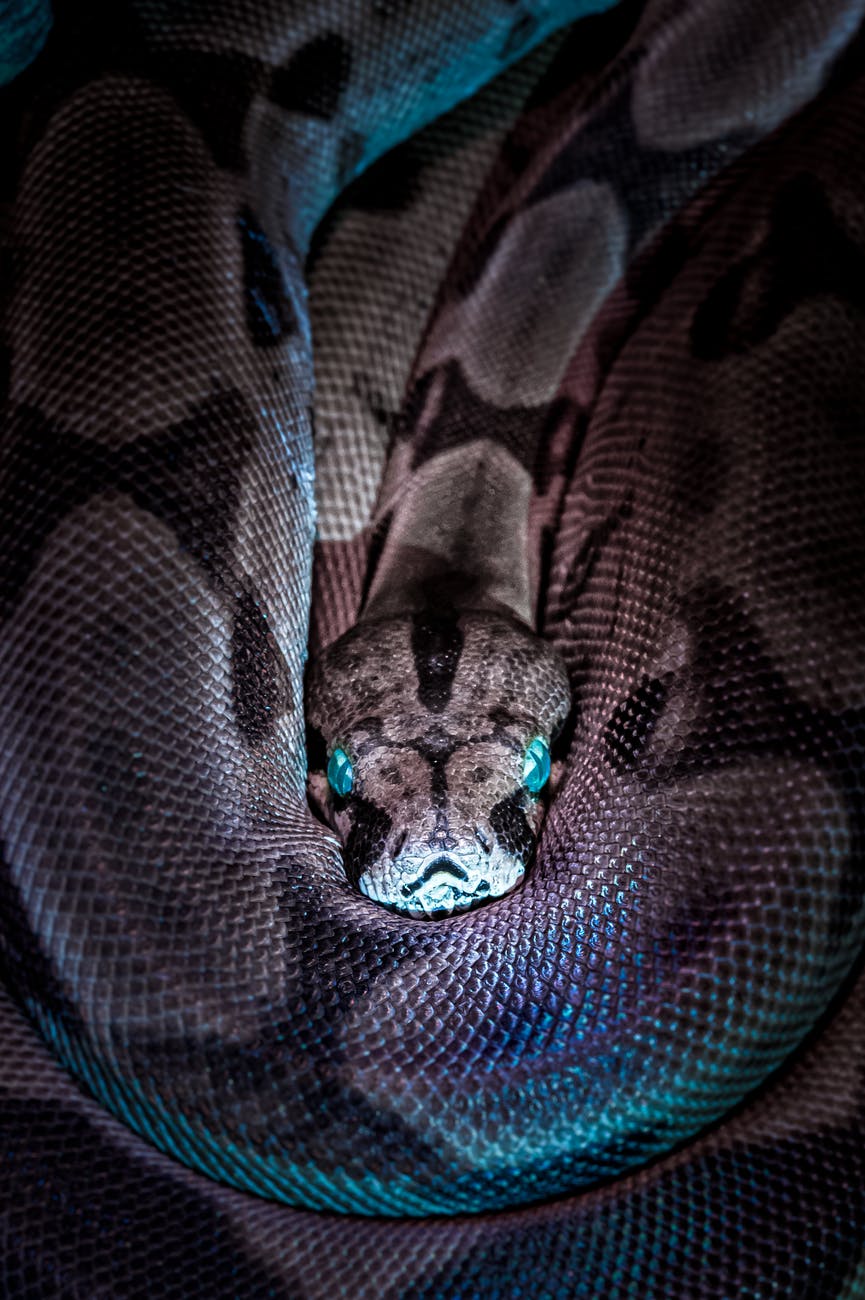 A scary snake