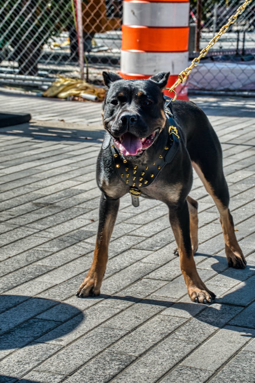 Guard dog on a leash