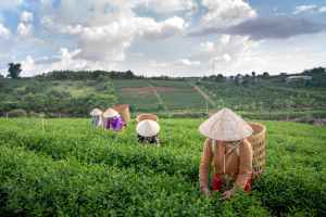 Farmers working together in a field.